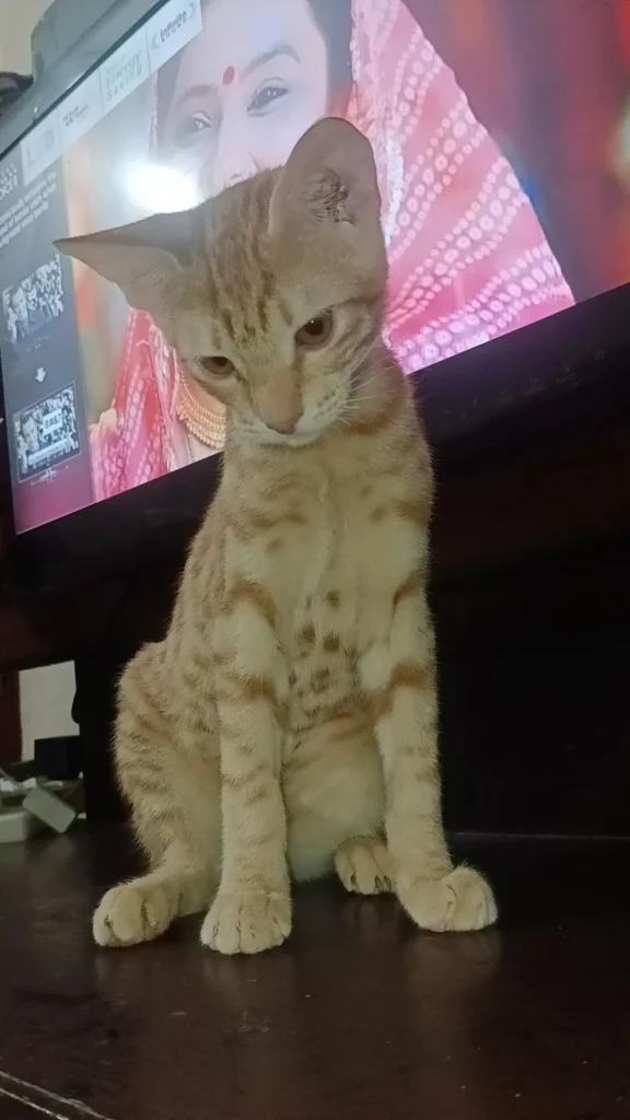 Urgent adoption of male kitten in delhi - kitten in Delhi NCR