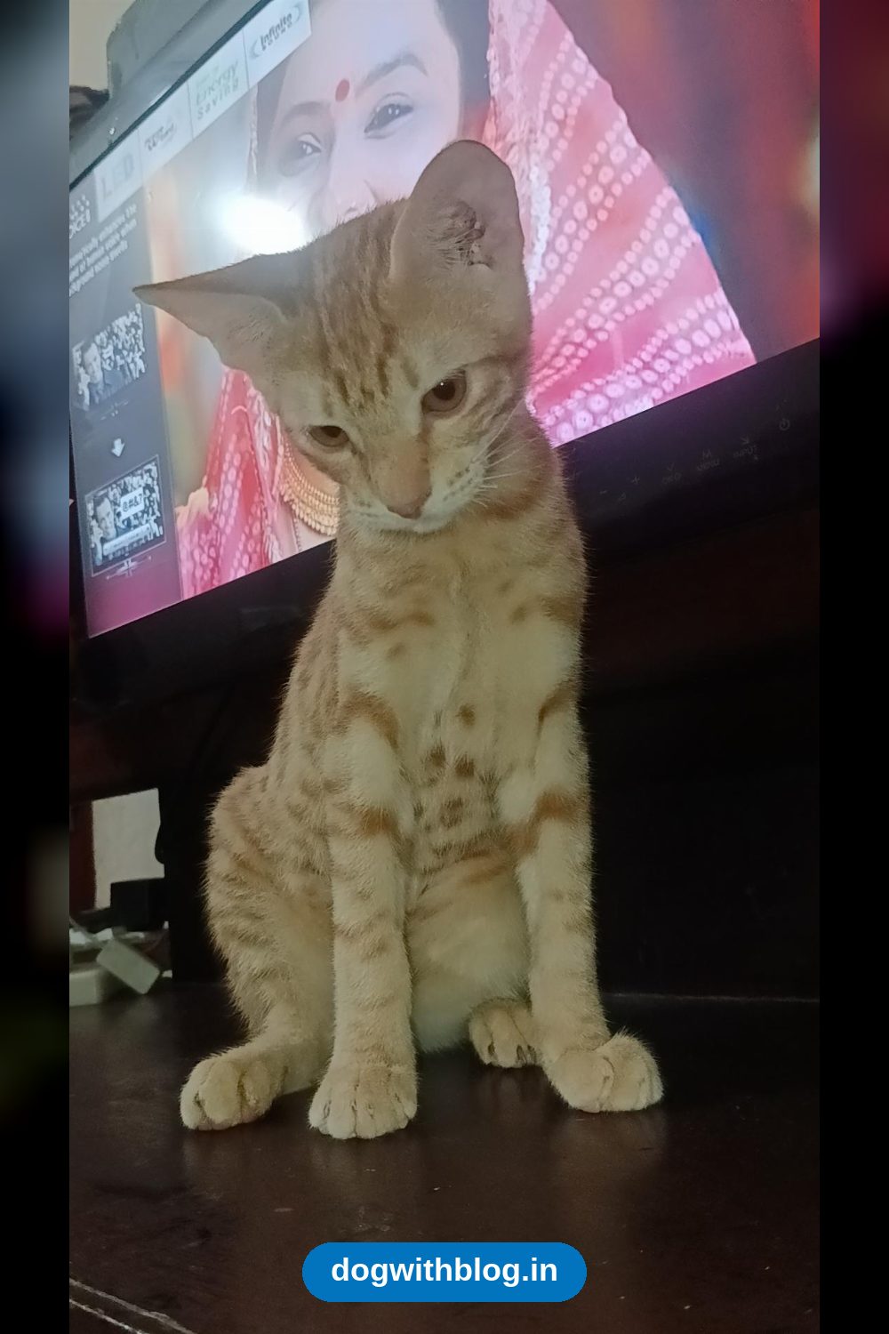 Three-Month-Old Kitten Needs a Home in Palam — Delhi NCR