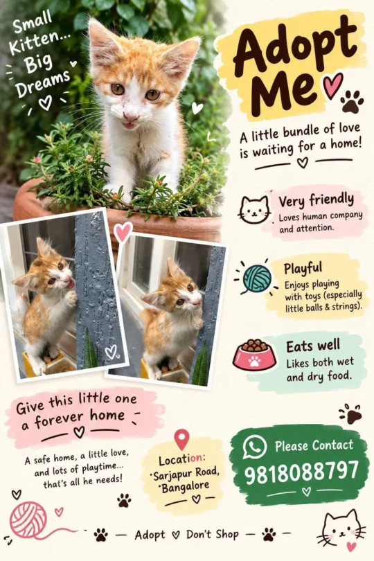 An Orange-and-White Kitten From Sarjapur Road Is Looking for a Forever Home, adoptable cat in Bengaluru