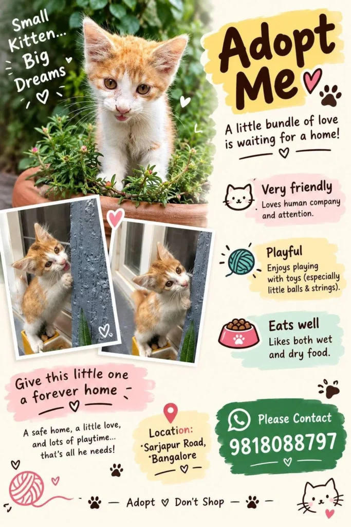 An orange-and-white kitten among potted plants, from an adoption poster reading 'Small Kitten, Big Dreams' — Sarjapur Road, Bengaluru