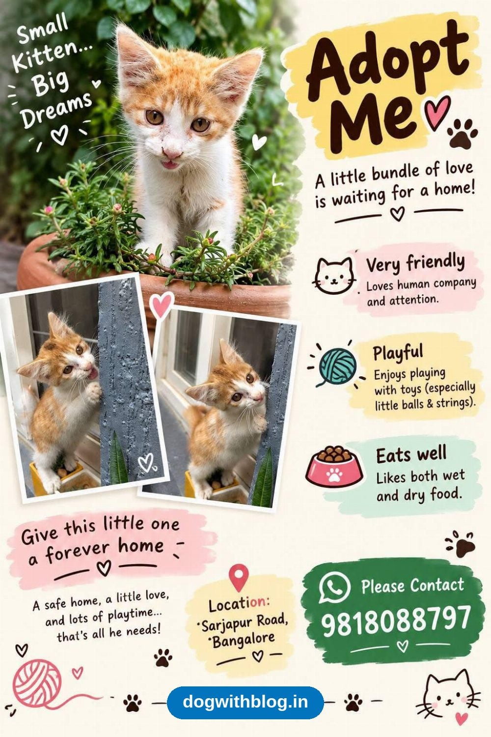 An Orange-and-White Kitten From Sarjapur Road Is Looking for a Forever Home — Bengaluru