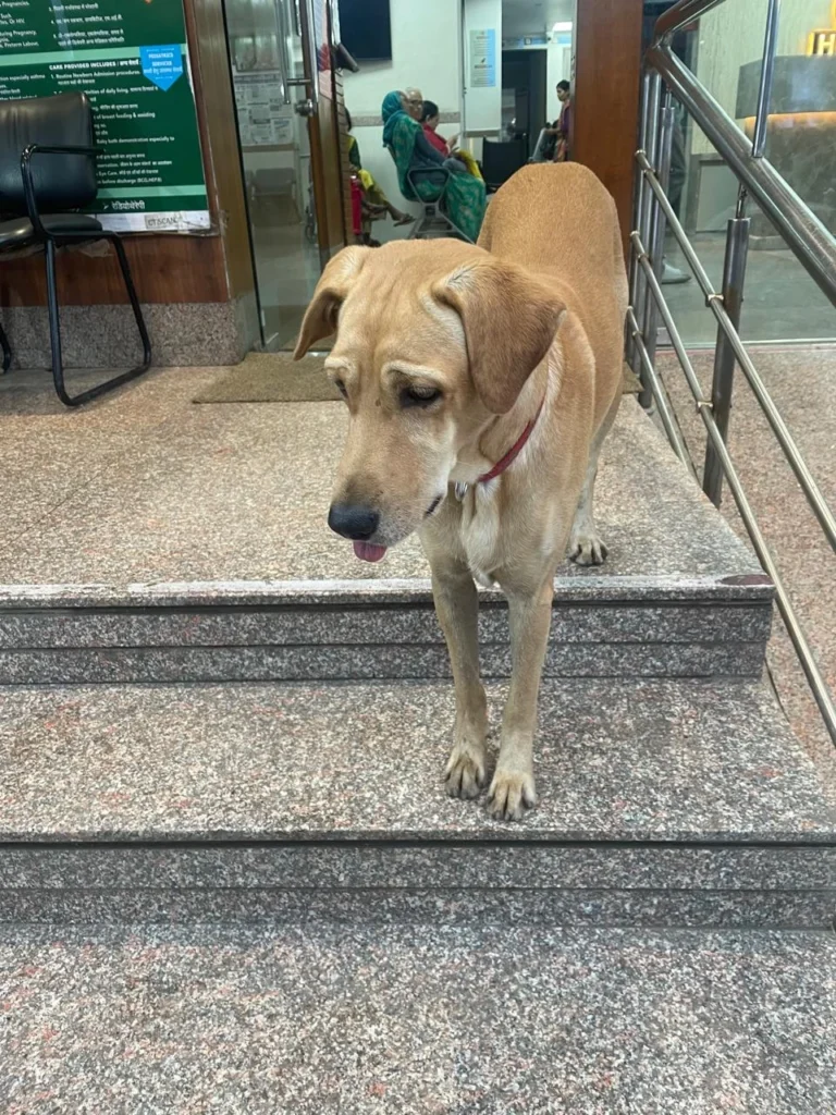 A tan indie dog with a red collar standing on hospital entrance steps