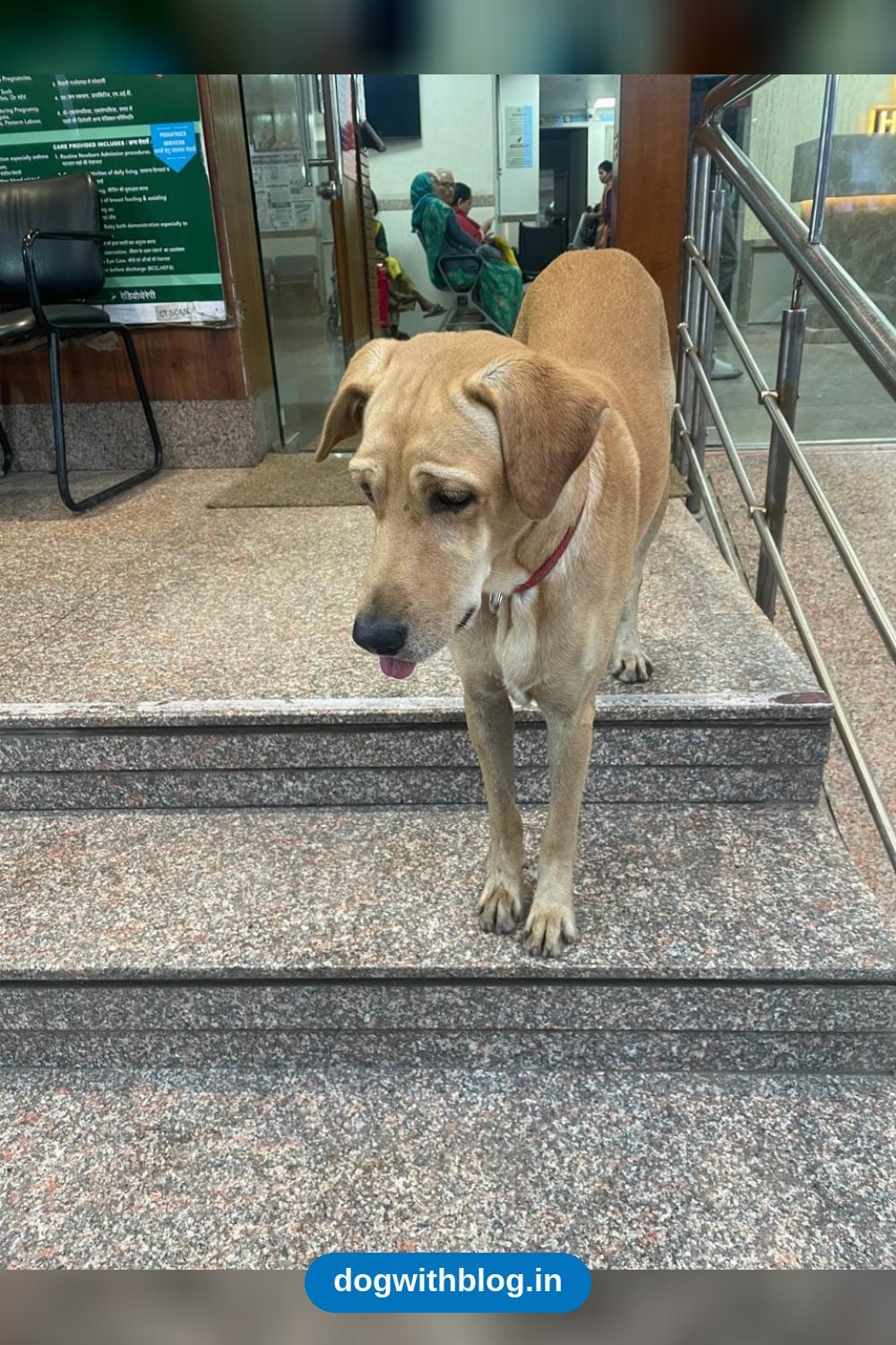 Bhuru, a Sterilised Indie Dog Rescued From a Hospital Compound, Needs a Home — Indore