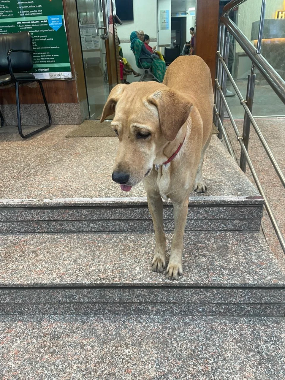 Bhuru, a Sterilised Indie Dog Rescued From a Hospital Compound, Needs a Home in Indore