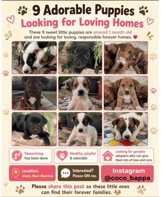 Nine One-Month-Old Puppies Need Homes, adoptable dog in Navi Mumbai