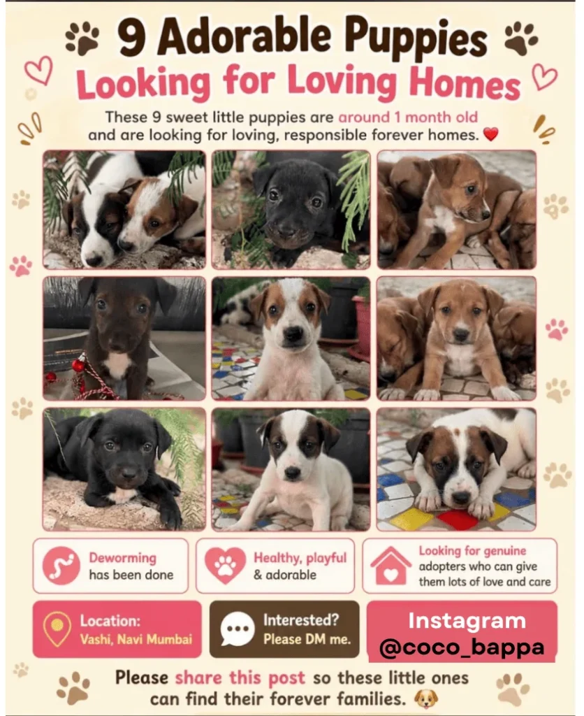Please Help Us Reach the Right People: These 9 Little Puppies N... - puppy for adoption in Navi Mumbai