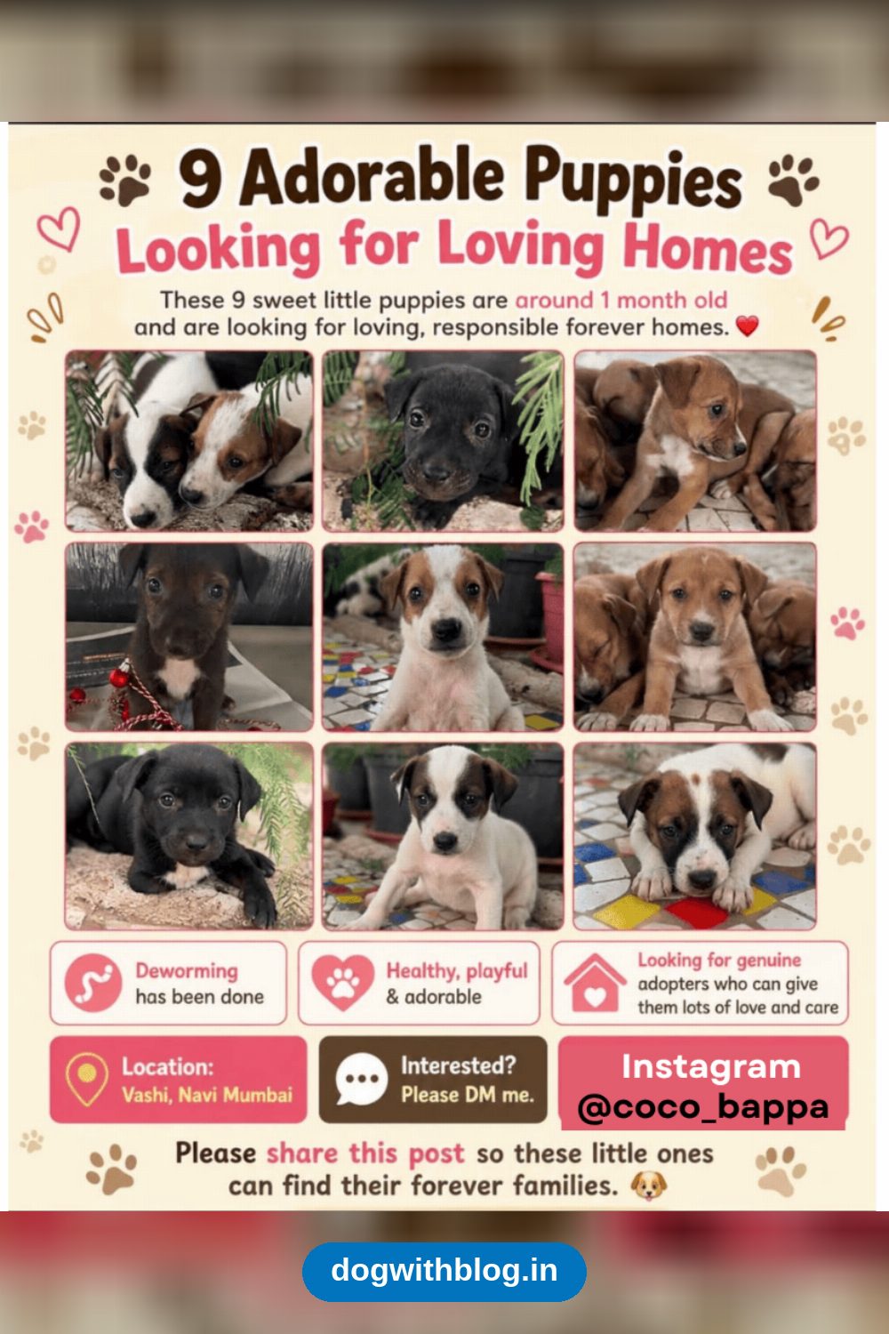 Nine One-Month-Old Puppies Need Homes — Navi Mumbai