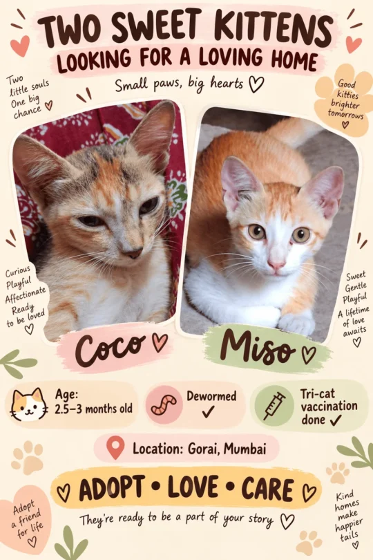 Coco and Miso, Two Bonded Kittens in Borivali, Need a Home Together, adoptable cat in Mumbai