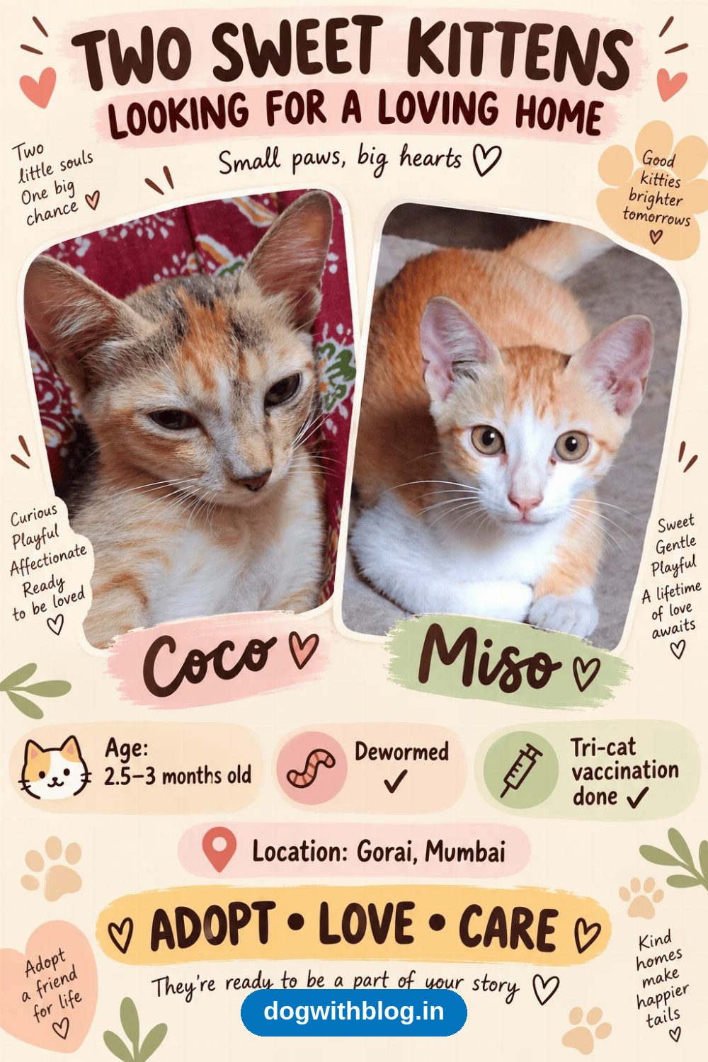 Coco and Miso, Two Bonded Kittens in Borivali, Need a Home Together — Mumbai