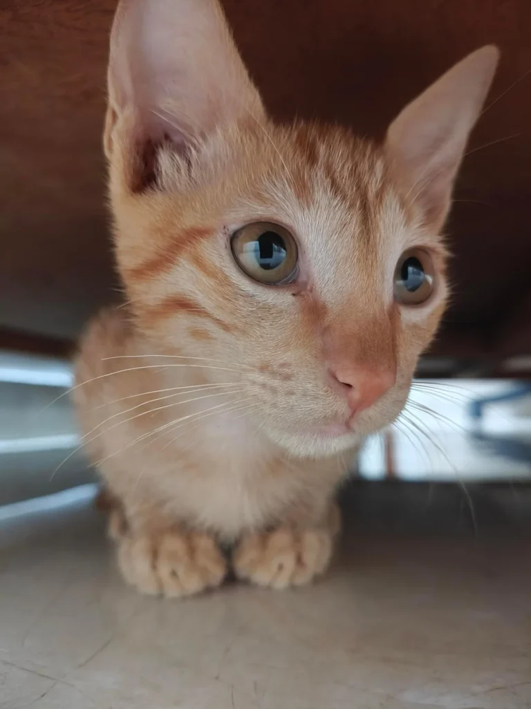 Adopt this kitten please - kitten in Delhi NCR