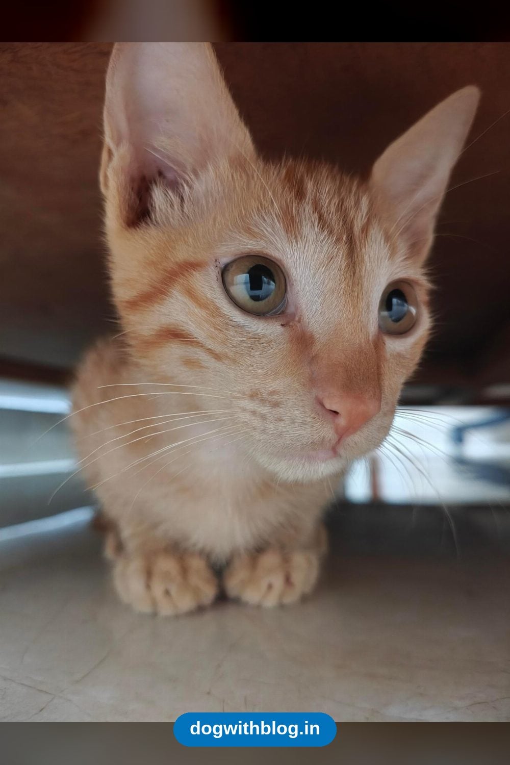 An 11-Week-Old Kitten Is Looking for a Home in Gurgaon — Delhi NCR