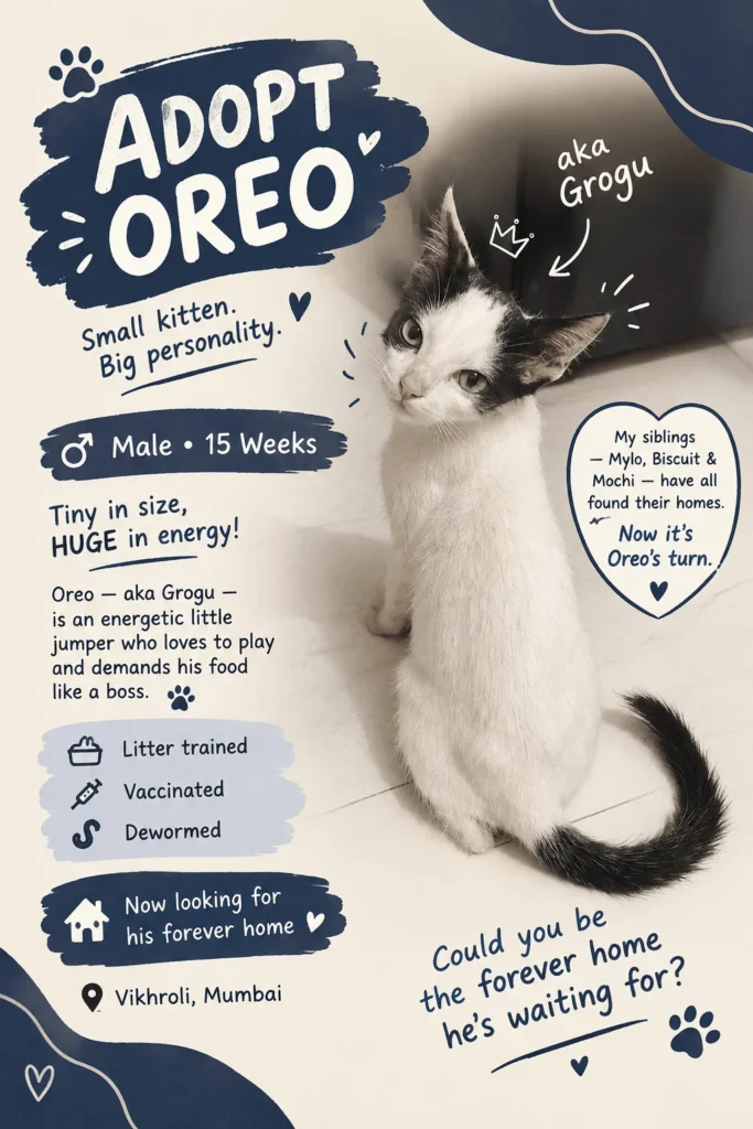 Adoption poster for Oreo, a white kitten with black ears and a black tail, also called Grogu, sitting on a floor in Vikhroli, Mumbai.