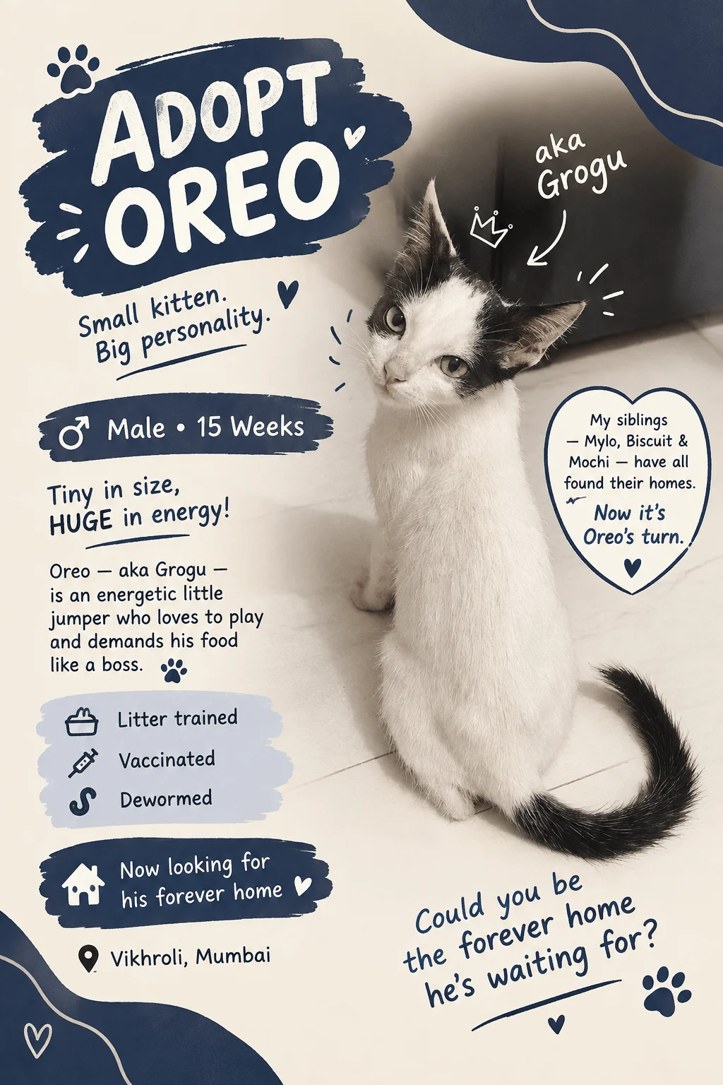 Three of These Kittens Have Found Homes. Grogu, Now Called Oreo, Still Needs One in Mumbai