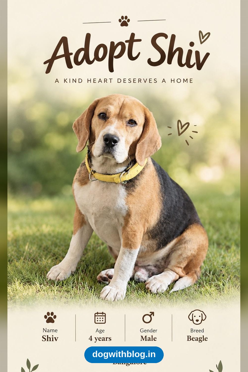 Shiv, a Four-Year-Old Beagle, Is Looking for a Home — Bengaluru