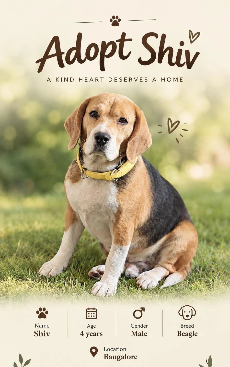 Shiv, a Four-Year-Old Beagle, Is Looking for a Home in Bengaluru