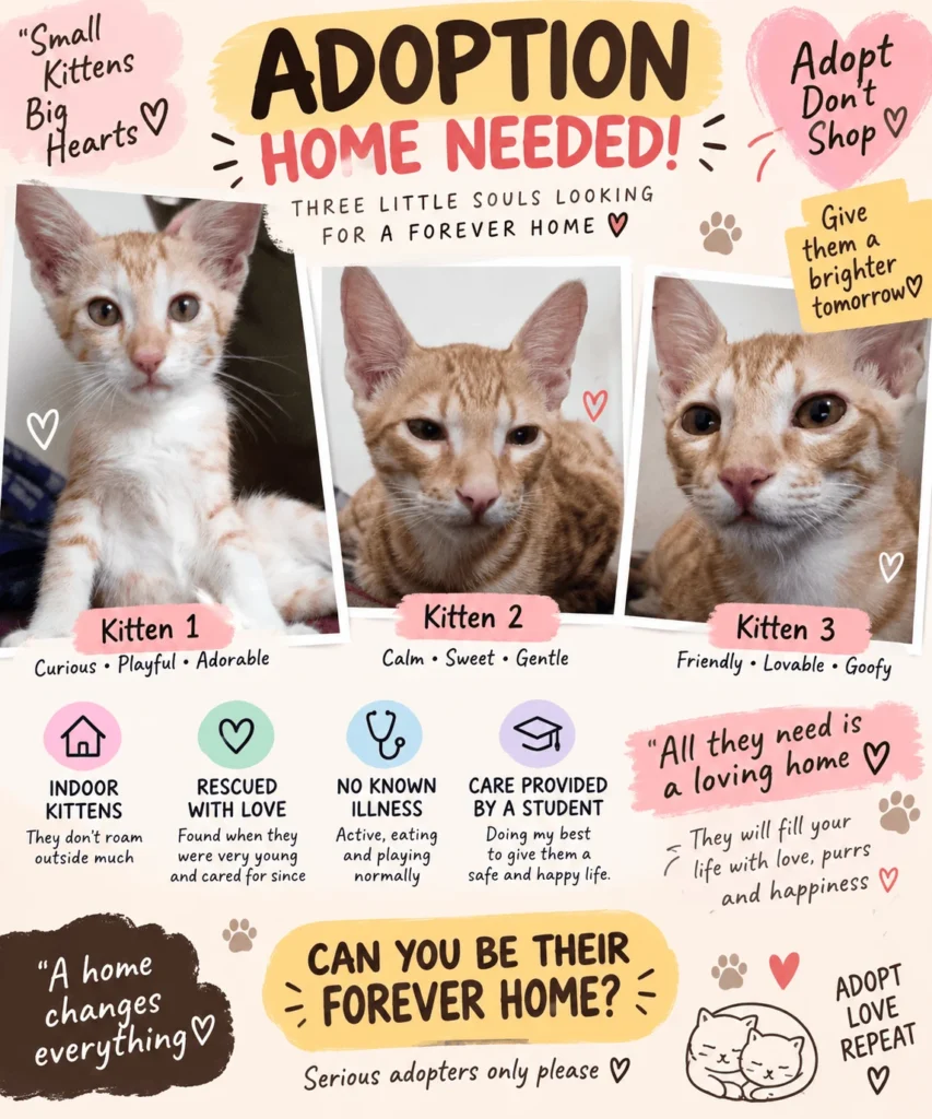 Adoption poster with three orange tabby kittens in separate photos, labelled Kitten 1, Kitten 2 and Kitten 3, captioned Adoption Home Needed