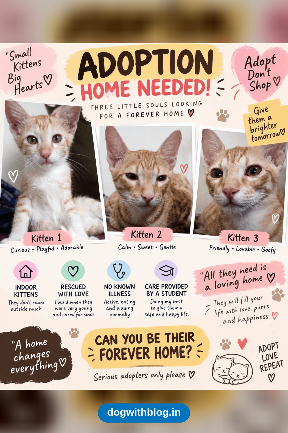Three Bonded Kittens Need a Home Together — Bengaluru