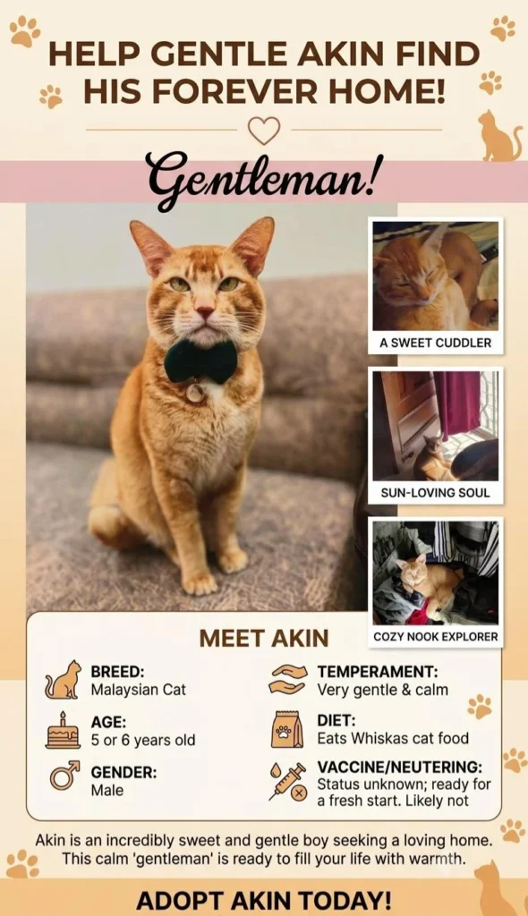 Adoption poster for Akin, an orange tabby cat sitting on a rug, labelled Malaysian Cat, 5-6 years old, male, very gentle and calm