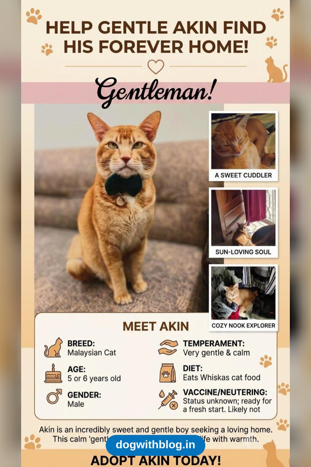 Akin, a Gentle Five-to-Six-Year-Old Cat, Needs a New Home — Delhi NCR