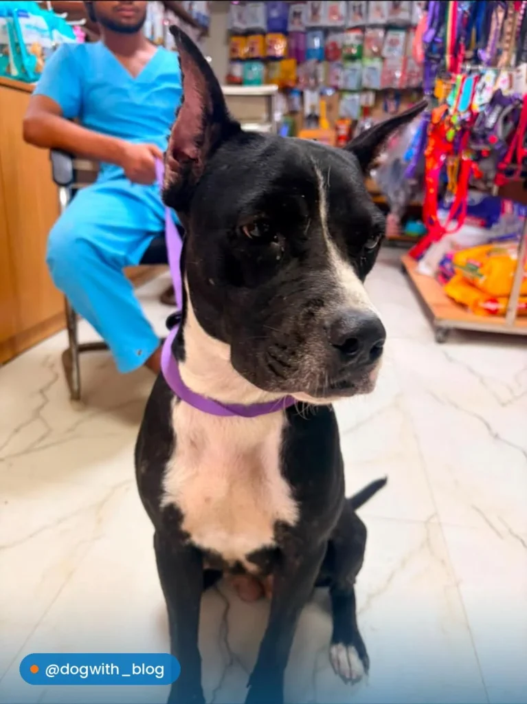 A black and white pitbull, Daisy, wearing a purple collar, sitting on a pet store floor