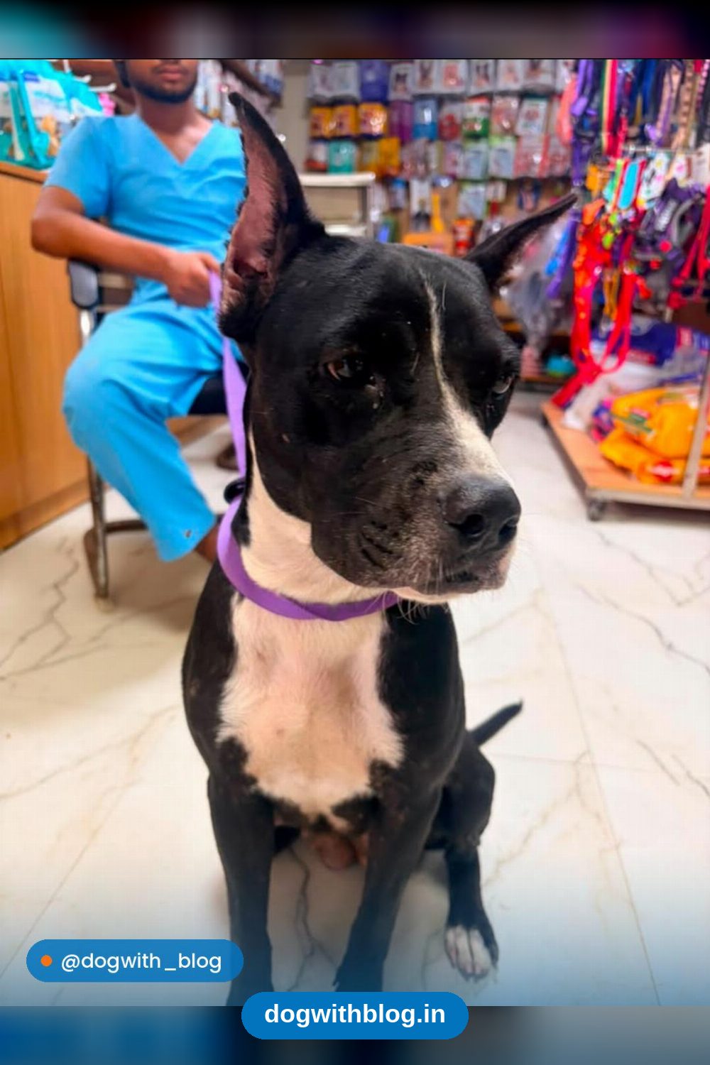 Daisy, a 3-Year-Old Pitbull, Needs a Home — Delhi NCR