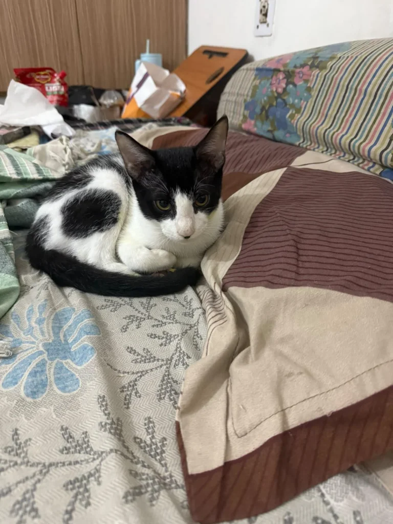 Zorro, a black-and-white indie kitten, curled up on a bed in Mehrauli, Delhi