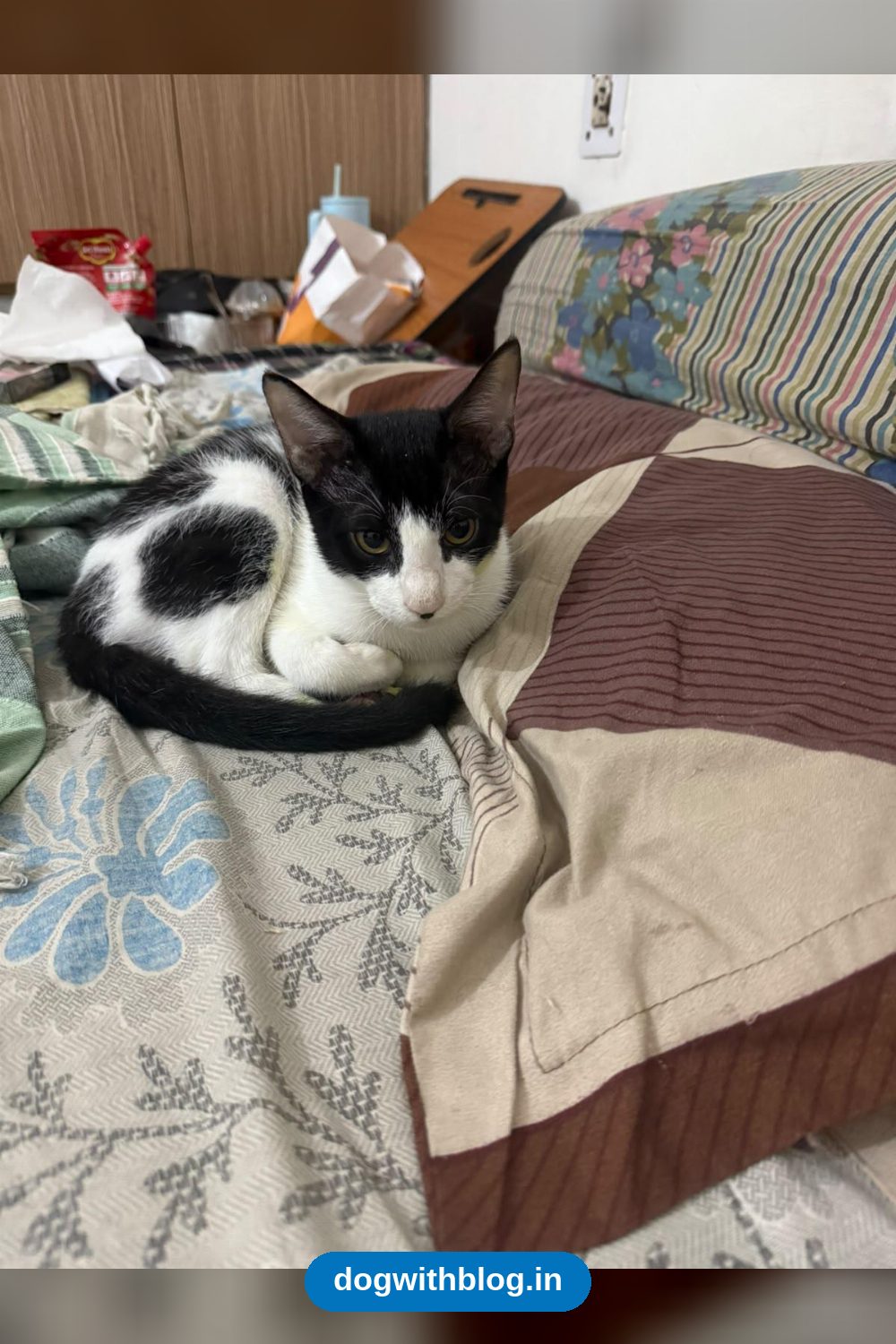 Zorro, a Three-Month-Old Cuddly Indie Kitten, Needs a Home — Delhi NCR