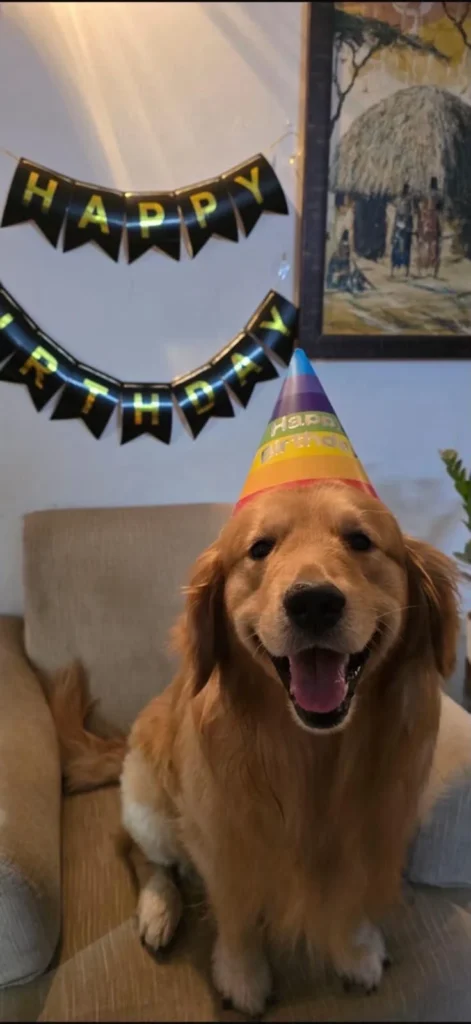 Benzi, a golden retriever wearing a rainbow birthday hat, sitting on a couch with a happy expression