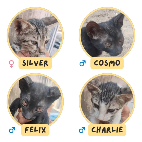 Silver, Cosmo, Felix and Charlie, Four Orphaned Kittens on a Terrace, adoptable cat in Delhi NCR