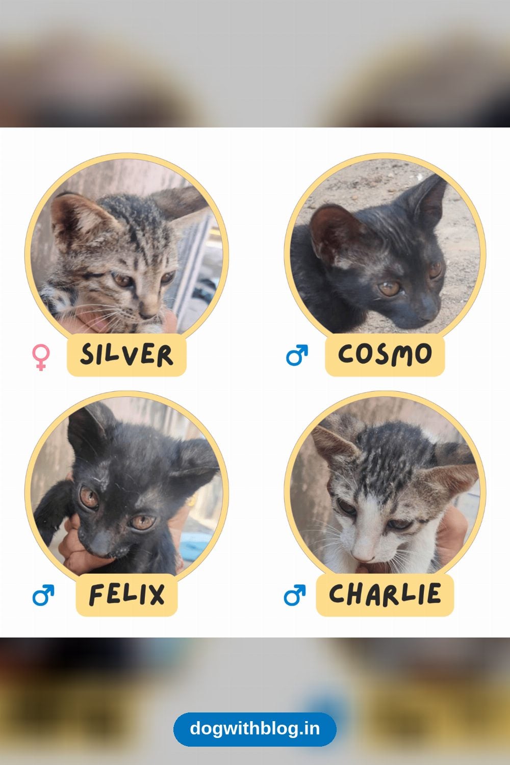 Silver, Cosmo, Felix and Charlie, Four Orphaned Kittens on a Terrace — Delhi NCR