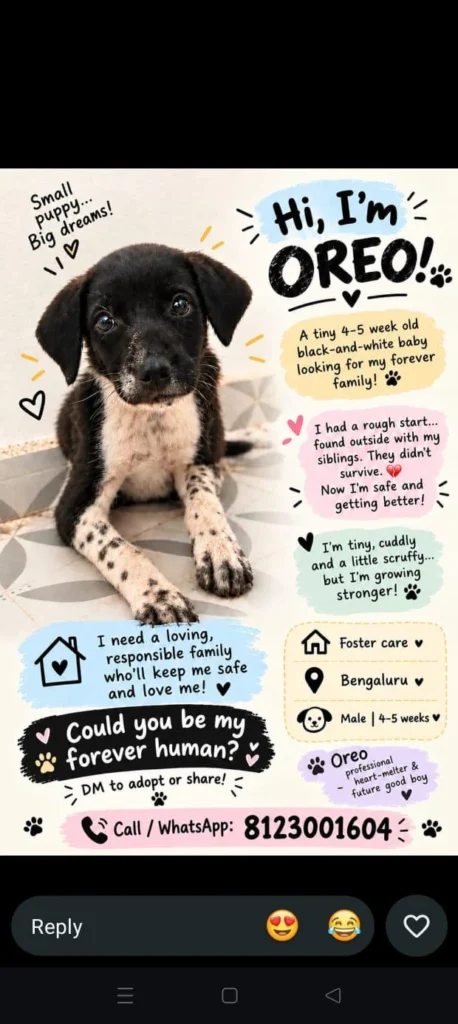 Black-and-white four-to-five-week-old puppy Oreo sitting on a bed, from a foster adoption poster