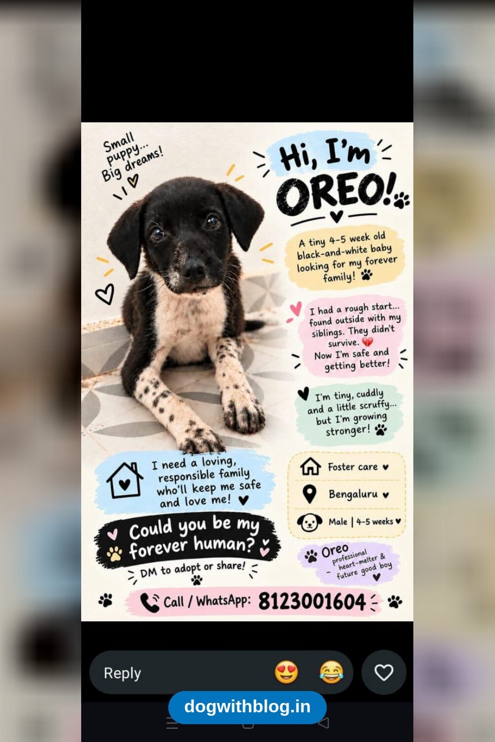 Oreo, a Four-to-Five-Week-Old Rescued Puppy, Needs a Foster or Forever Home — Bengaluru