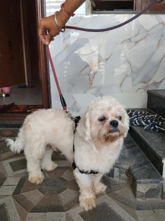 This Small, Fluffy Dog Has Finished His Treatment and Just Needs a Home
