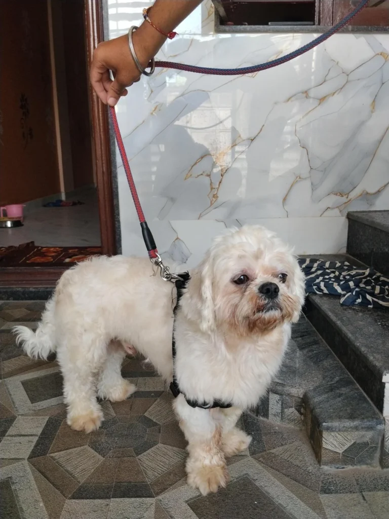 A small, fluffy white-and-tan dog on a leash at a home entrance in Bengaluru, up for adoption