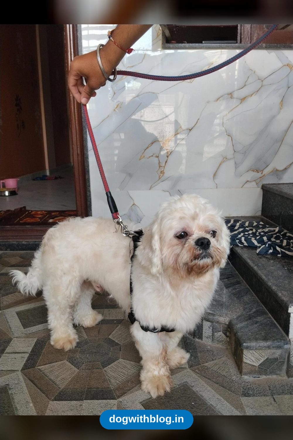 This Small, Fluffy Dog Has Finished His Treatment and Just Needs a Home — Bengaluru