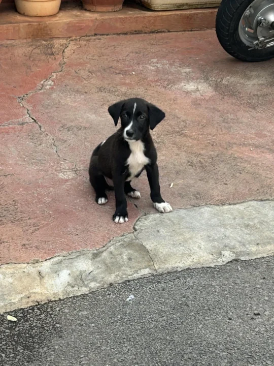 An Indian Pariah Puppy Found on the Street Needs a Foster or Forever Home, adoptable dog in Bengaluru