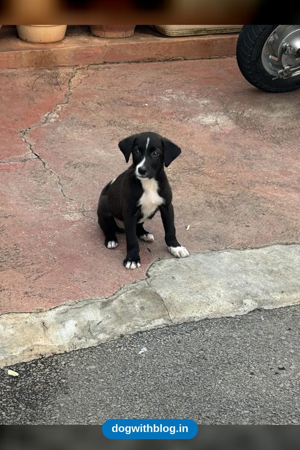 An Indian Pariah Puppy Found on the Street Needs a Foster or Forever Home — Bengaluru