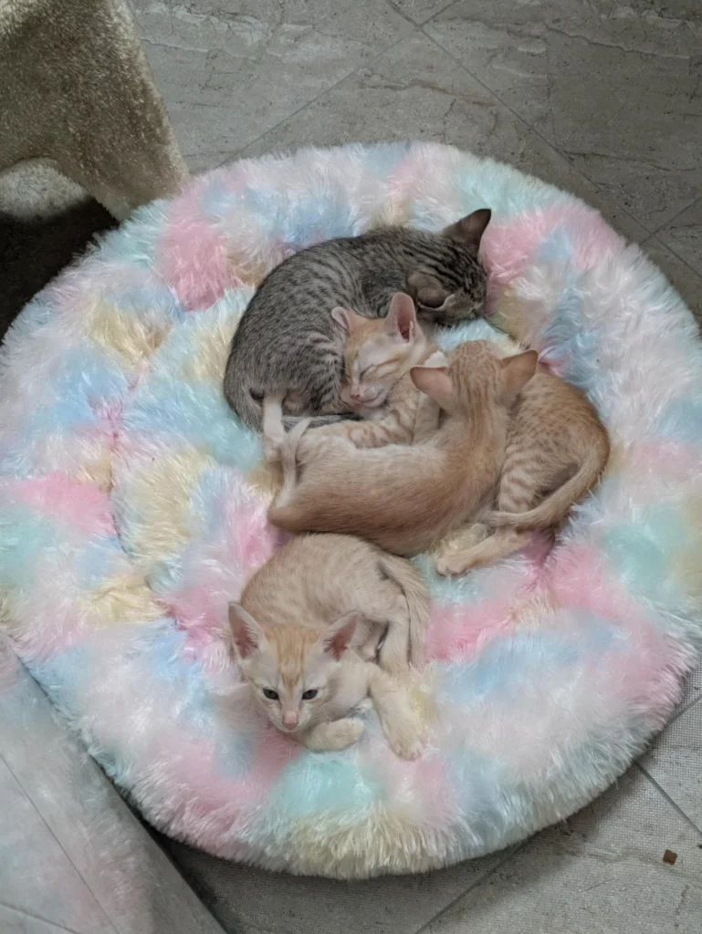 Four kittens — three orange, one grey tabby — curled together asleep on a pastel round bed.