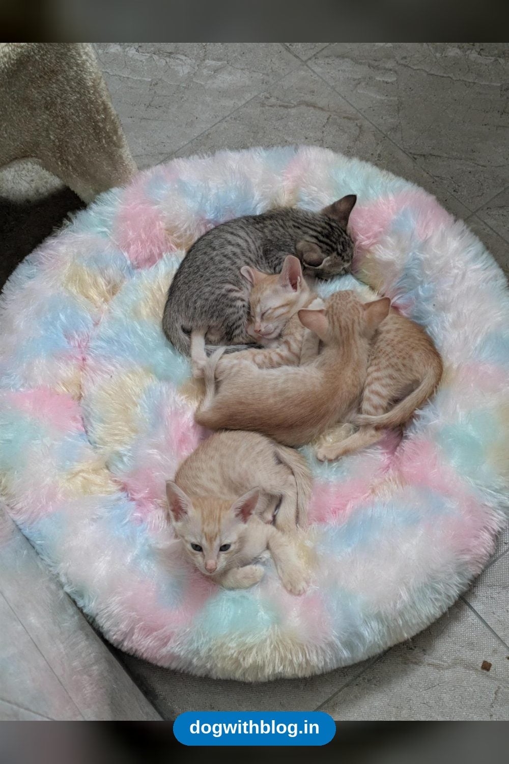 Four Playful Kittens Ready For Pair Or Solo Adoption — Bengaluru