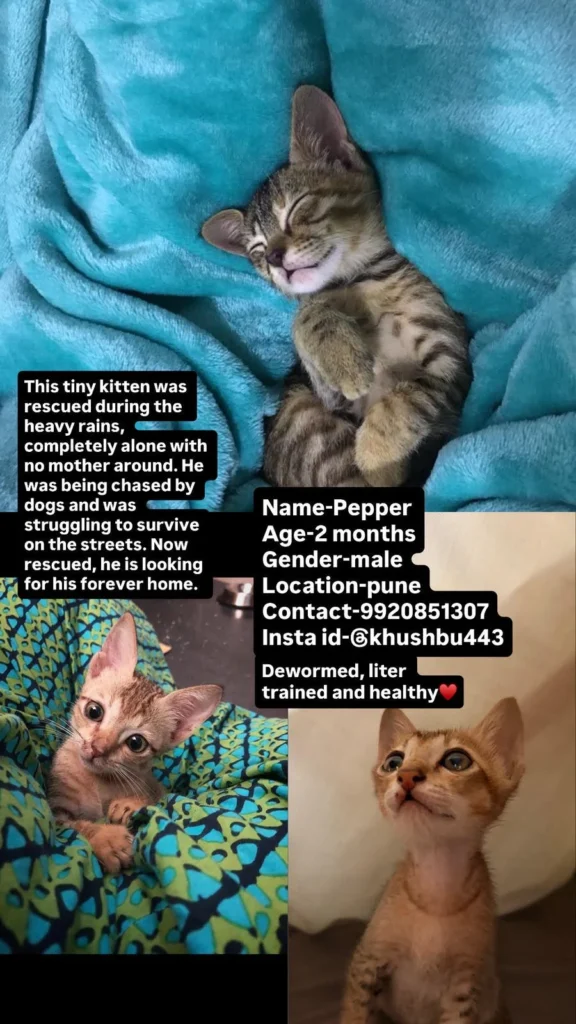 A collage showing a tan tabby-and-white kitten sleeping on a teal blanket and peeking out from a patterned bag — Pepper, rescued during heavy rain in Pune.