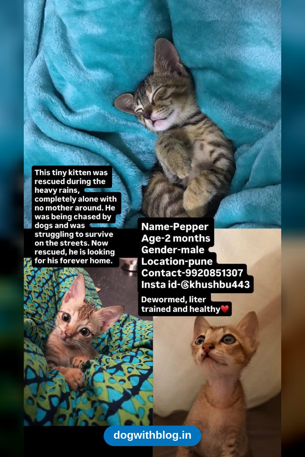 Pepper, A Kitten Who Survived The Rains Alone, Needs A Home — Pune