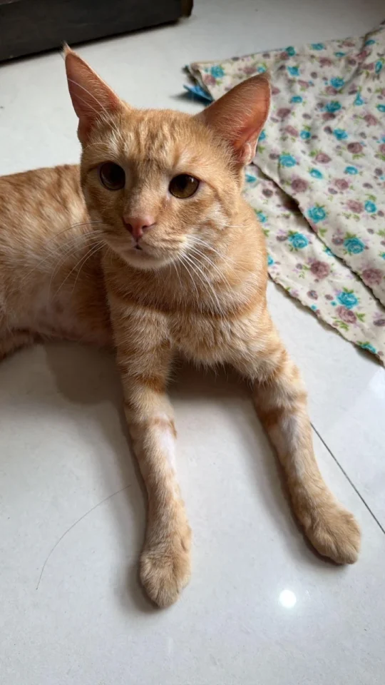 Kaju, a Two-Year-Old Cat in FIP Treatment, Needs a Home, adoptable cat in Thane