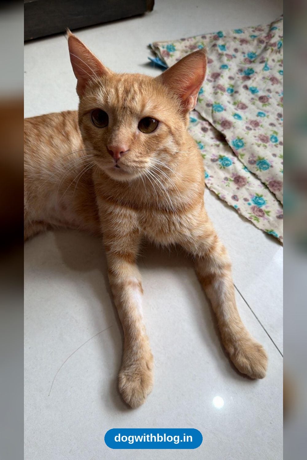 Kaju, a Two-Year-Old Cat in FIP Treatment, Needs a Home — Thane