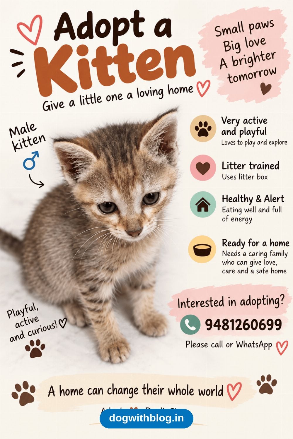 A Playful, Litter-Trained Kitten Looks for a Home — Bengaluru