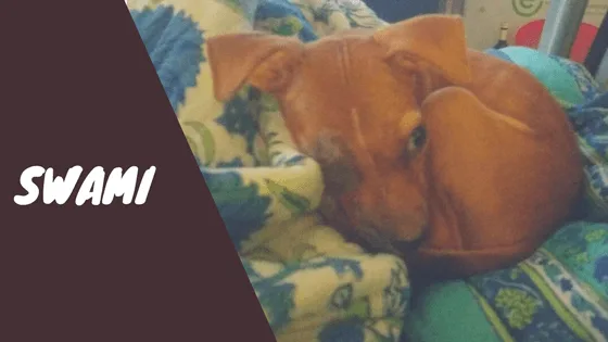 dog who lost an eye