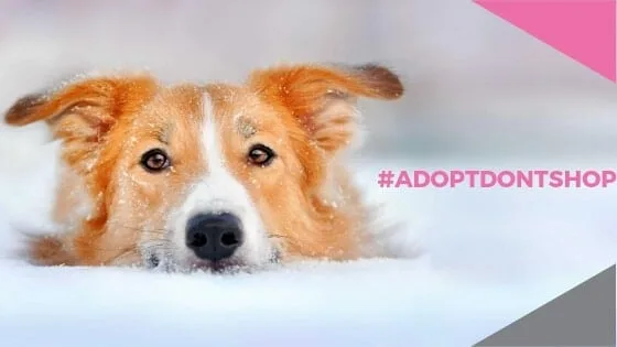 adopt don