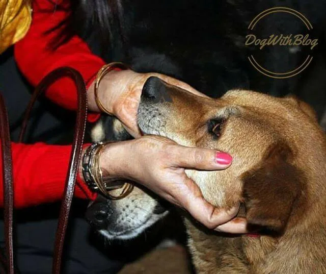 street dog lover, a dog