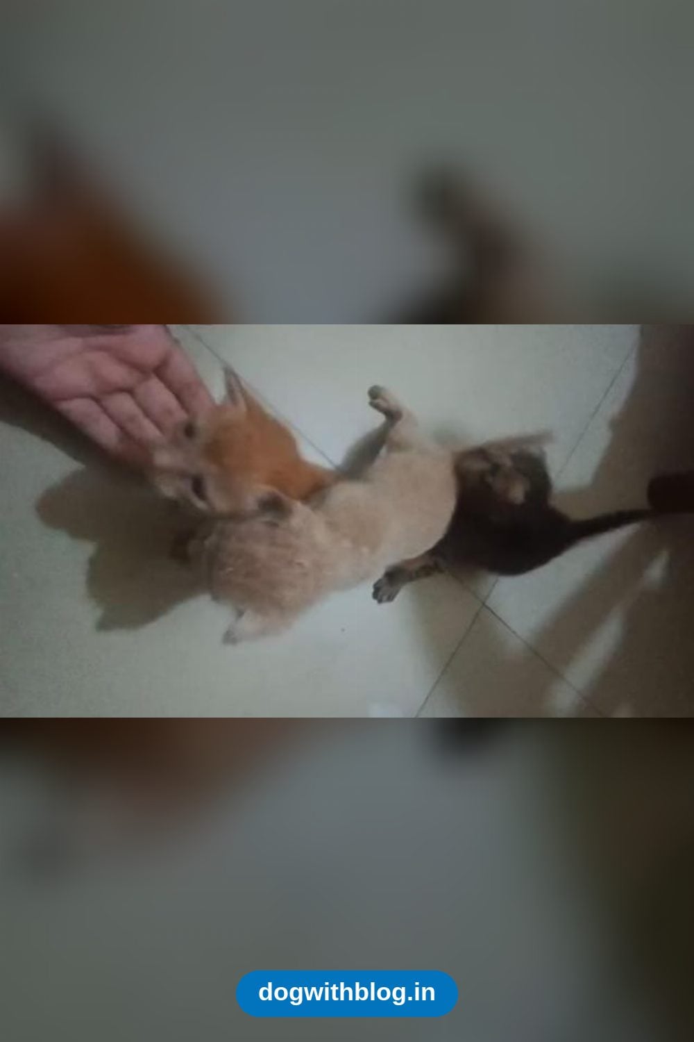 Three Newborn Kittens in Gurgaon Need an Experienced Foster — Delhi NCR
