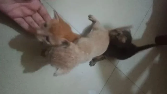 A hand gently petting two very young kittens, one orange and one dark tabby, lying on a tiled floor