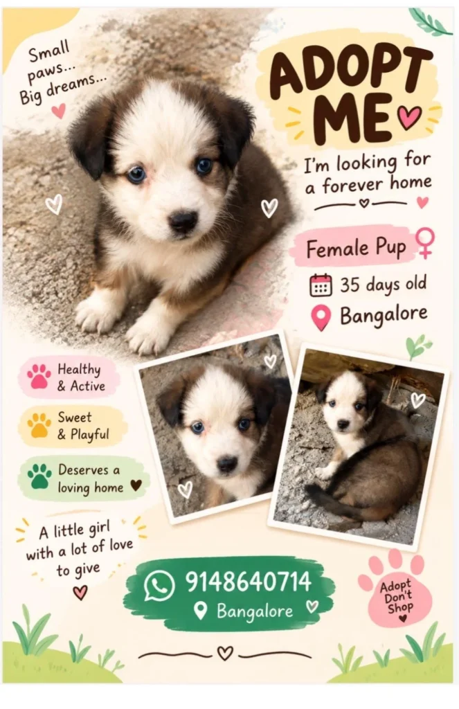 A designed adoption poster for a 35-day-old female puppy with a black-and-white face, sitting on gravel in Bengaluru